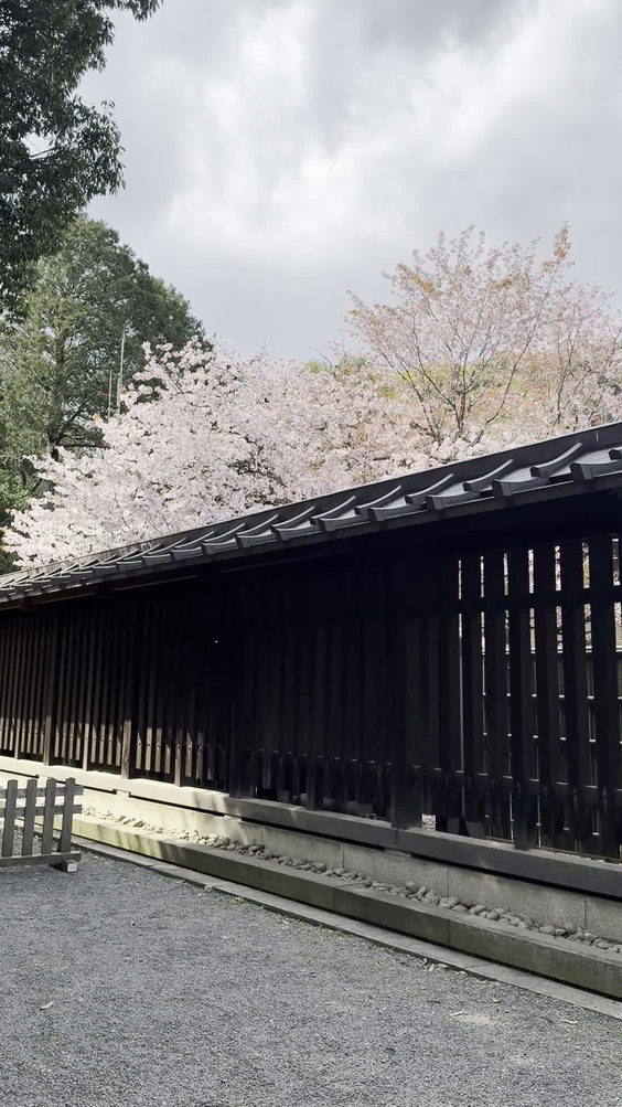明治神宮 (Meiji Jingu Shrine)
