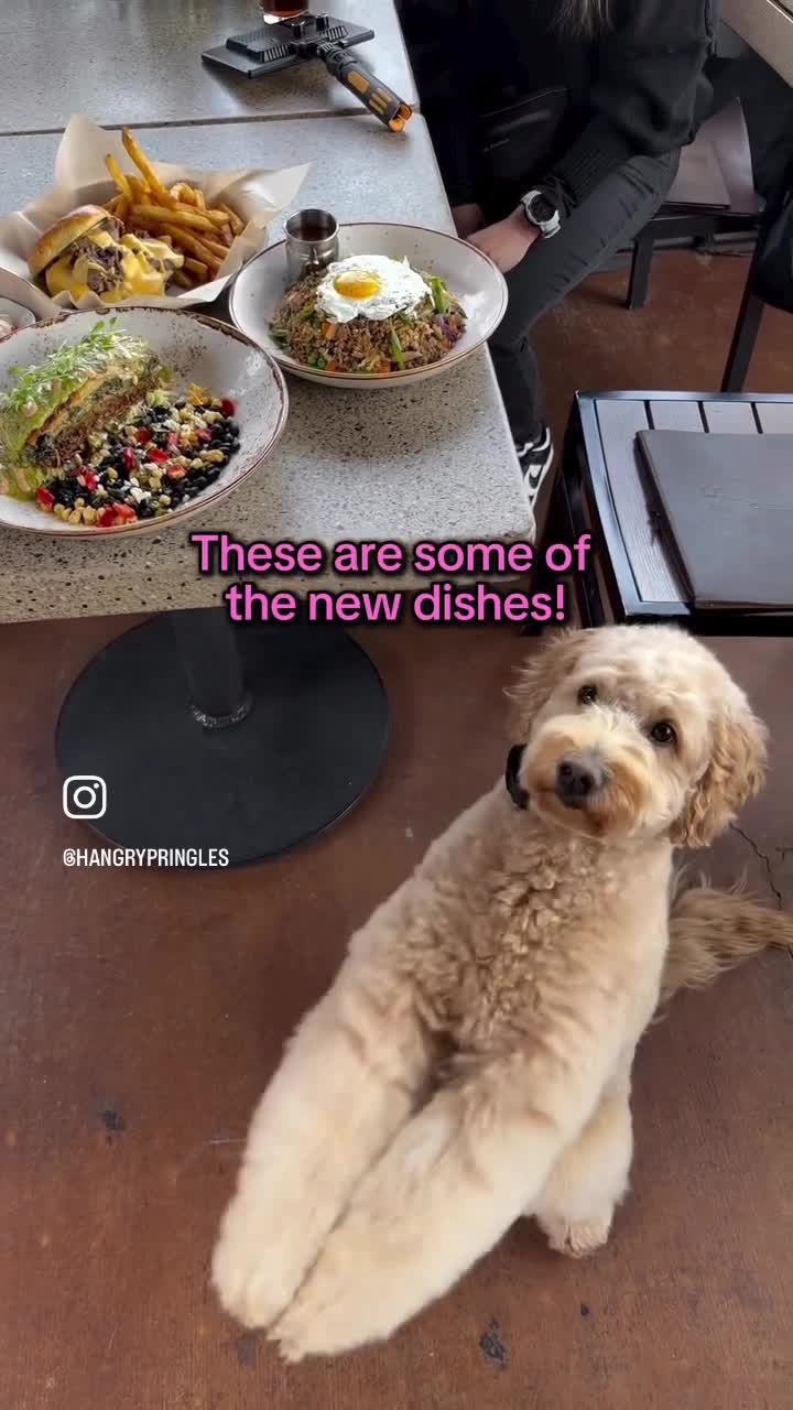 Lazy Dog Restaurant & Bar