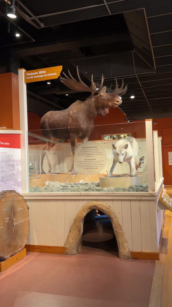 Royal Ontario Museum - ROM Governors