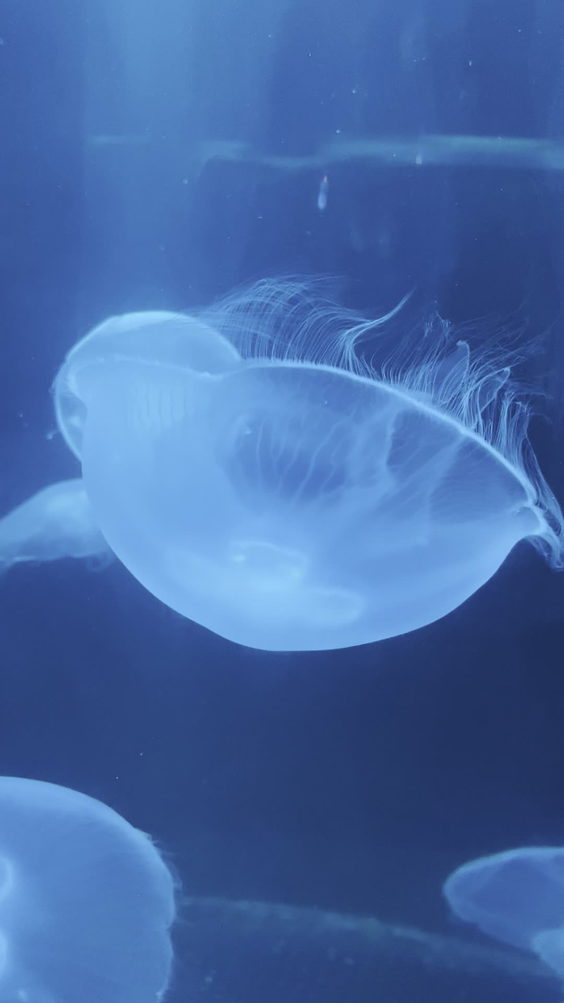 Two Oceans Aquarium