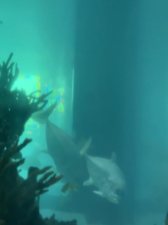 Aquarium Restaurant