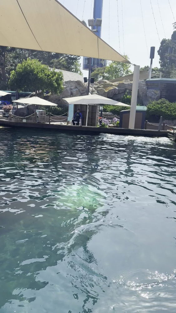 Dolphin Point