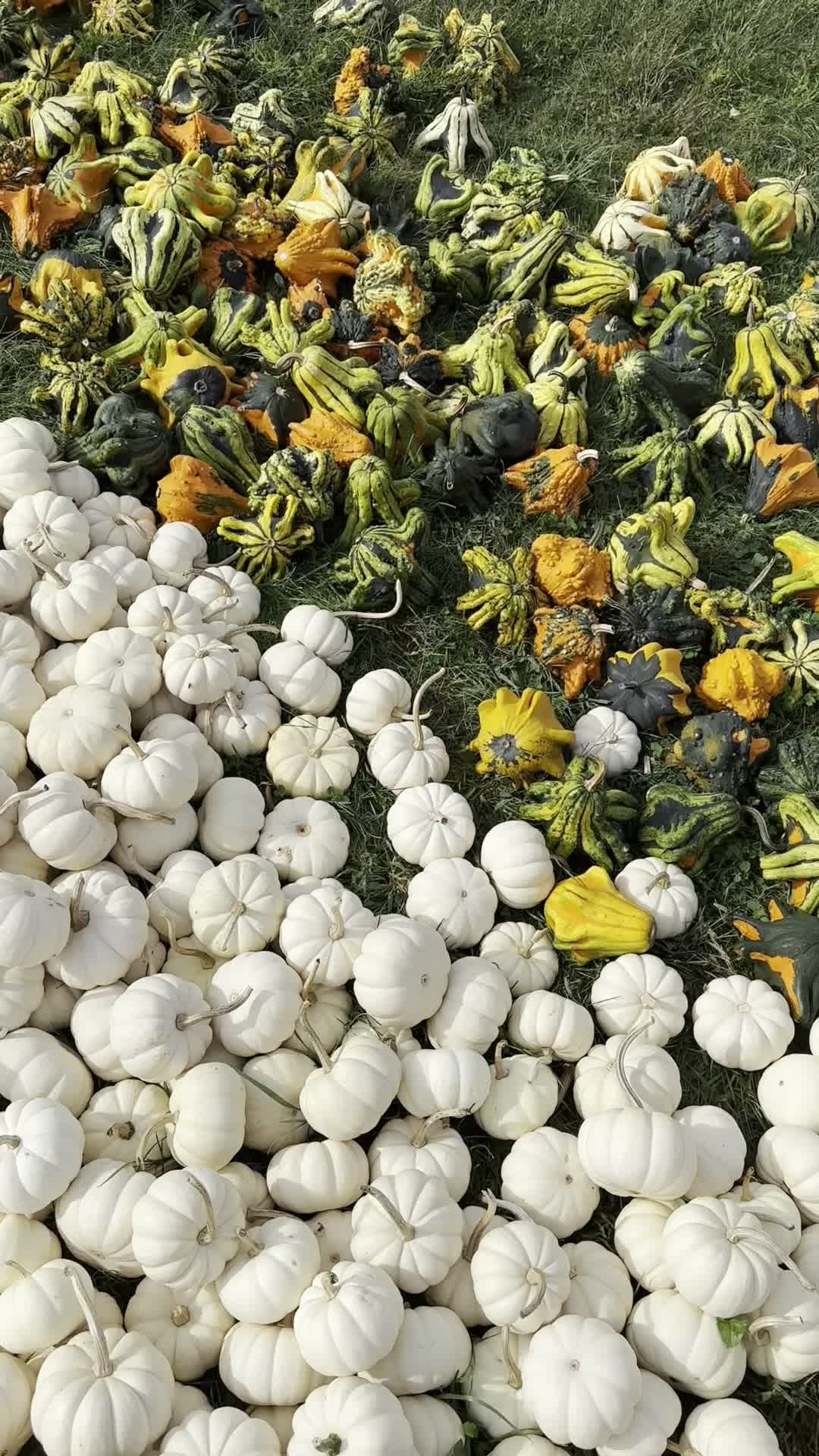 Video review of Lyman Orchards Apple Barrel Market