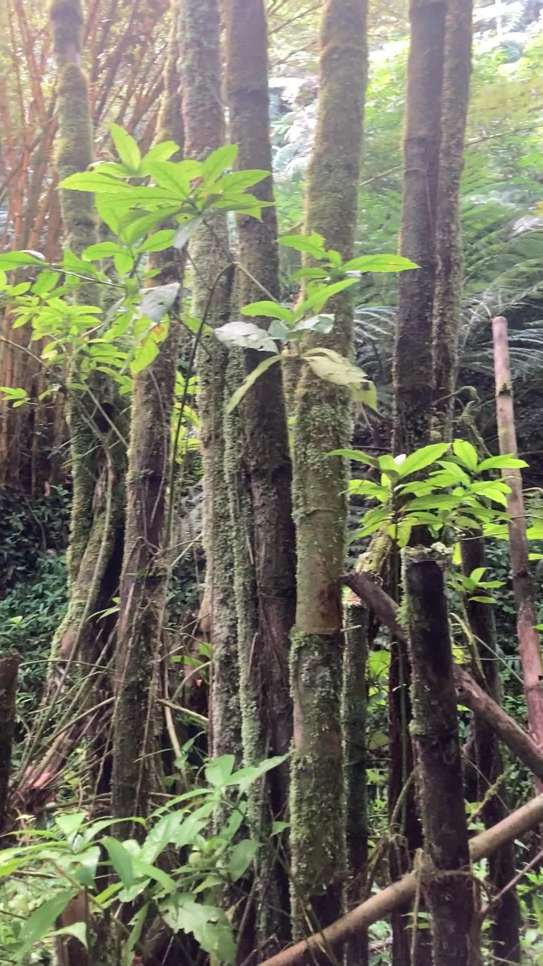 Akaka Falls State Park