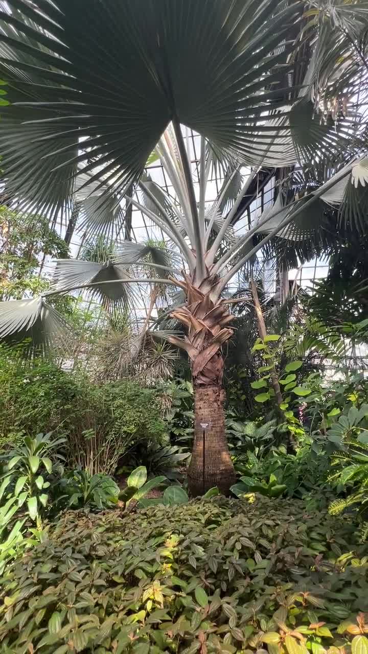 Lincoln Park Conservatory