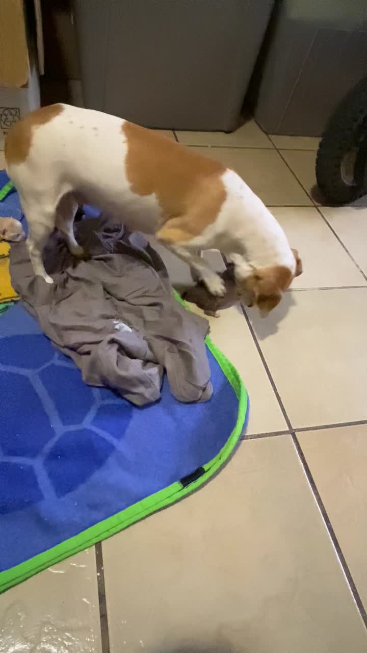 Video review of Mad Dogs British Pub