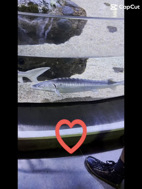 OdySea Aquarium