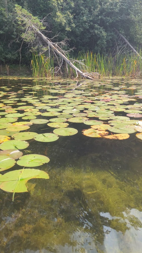 Island Lake Conservation Area