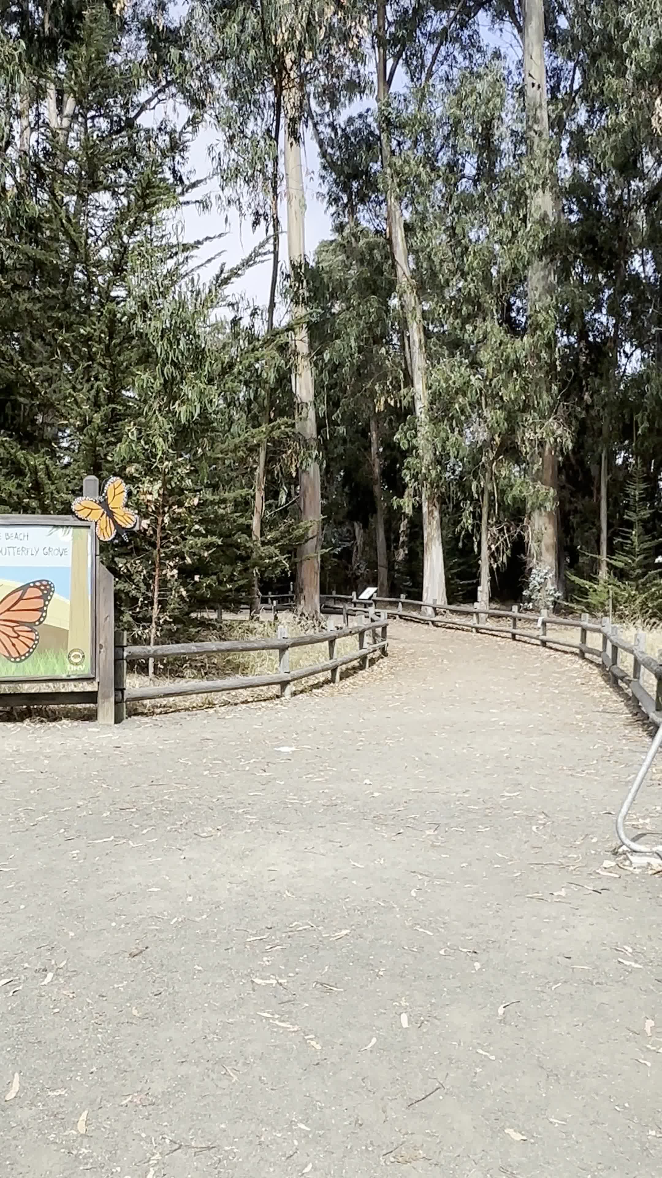 Video review of Monarch Butterfly Grove