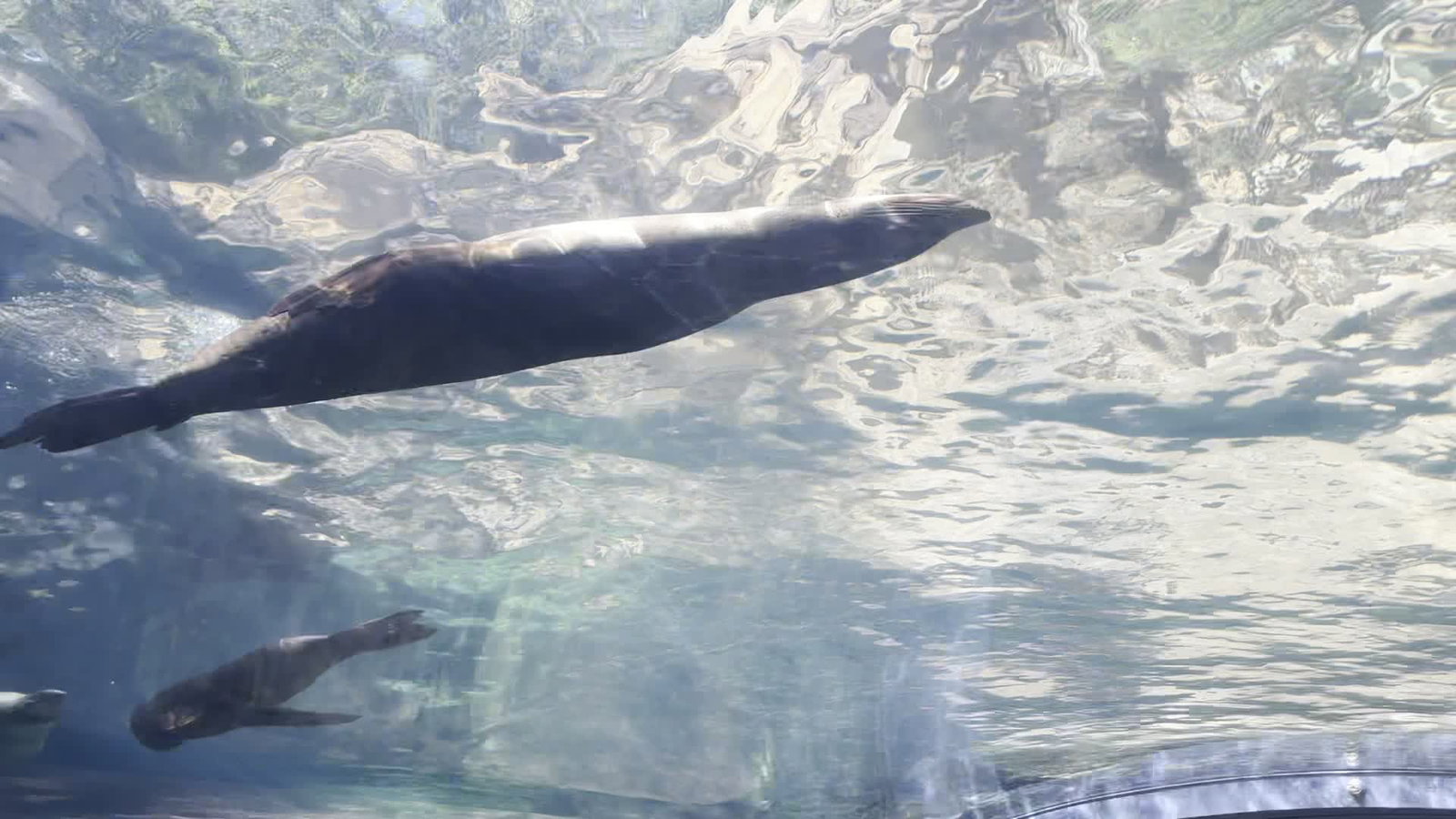 Video review of Houston Zoo