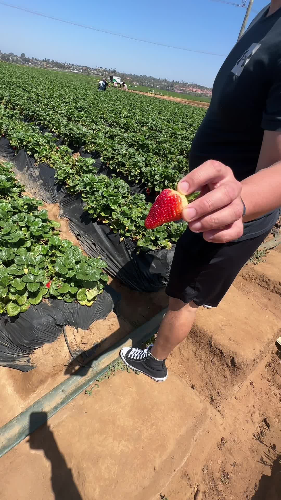 U-Pick Carlsbad Strawberry Co.