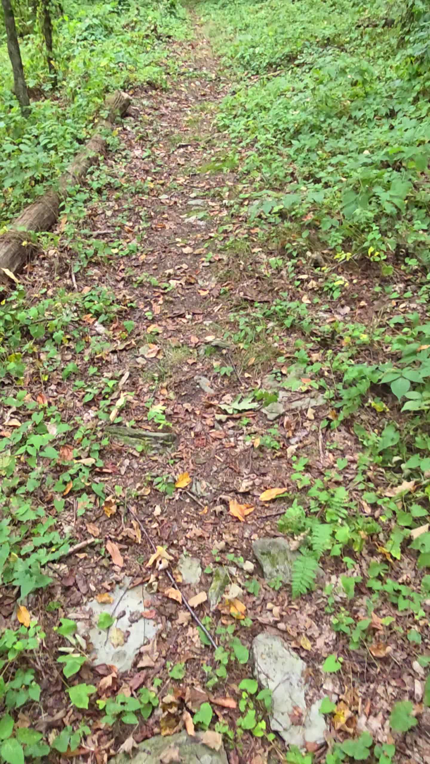 Pettus Hill Preserve
