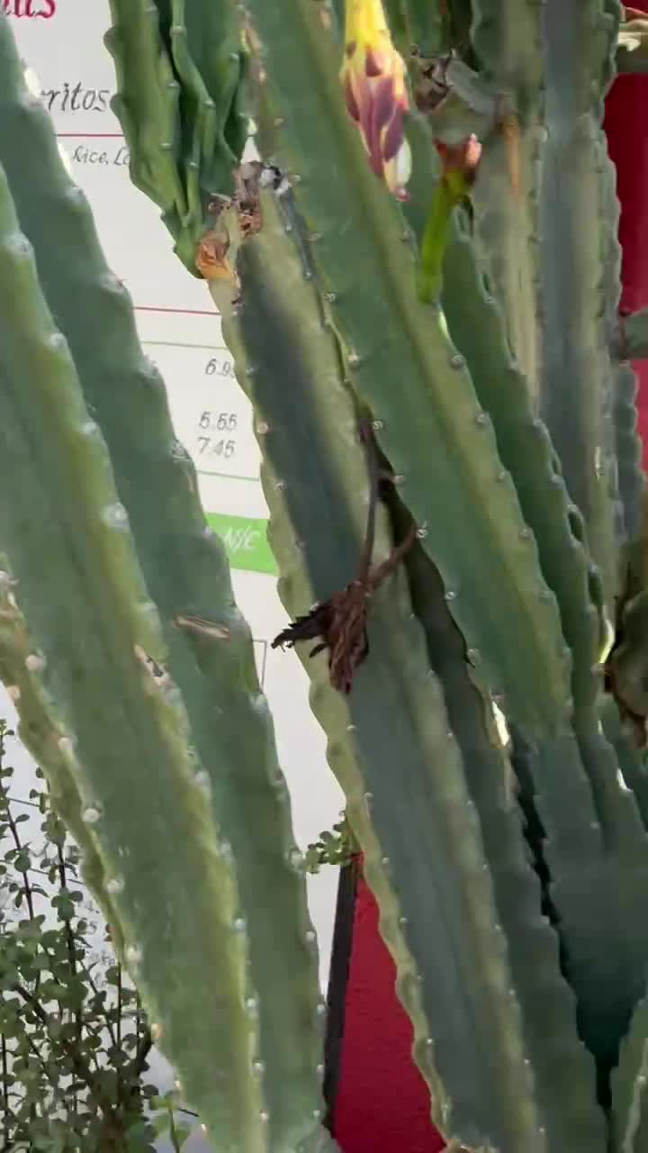 Video review of El Burrito Redlands