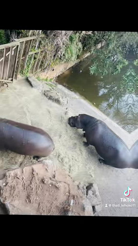 National Zoological Gardens (Pretoria Zoo)
