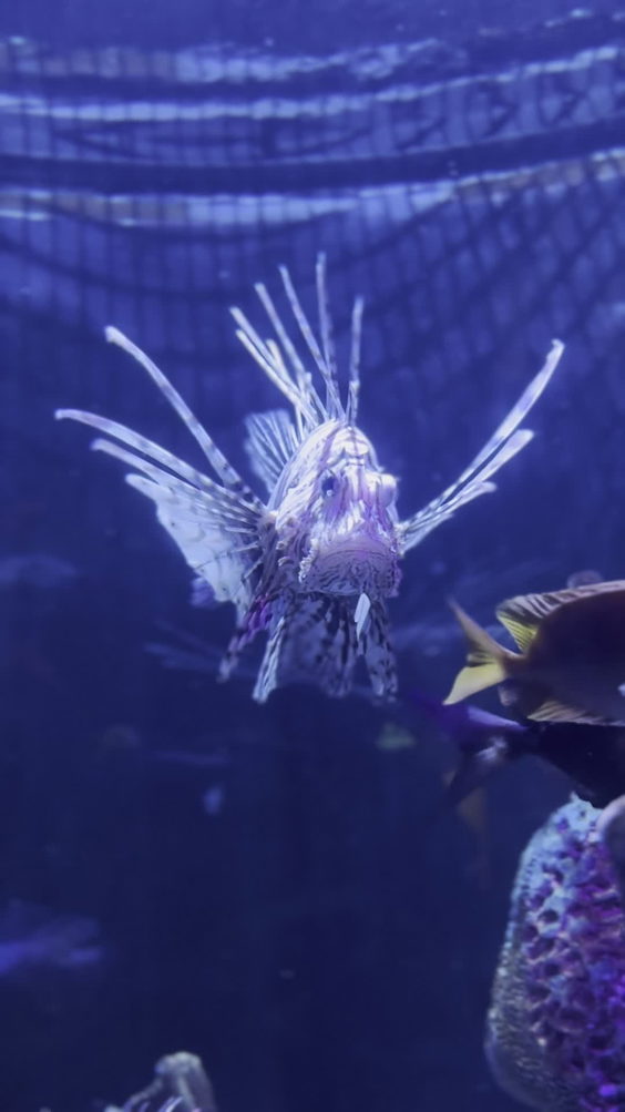SEA LIFE Arizona