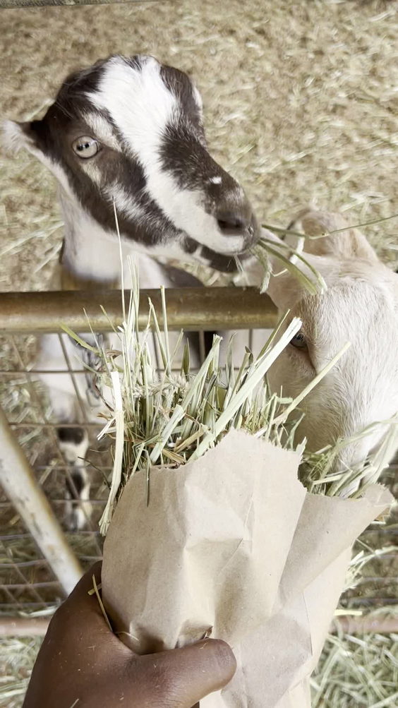 Sweet Land Farm