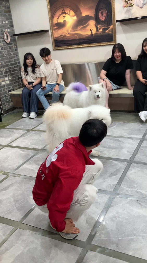겨울이머무는집 - Samoyed Cafe