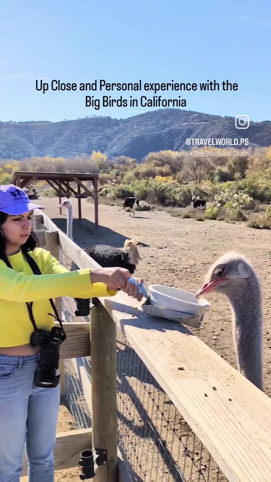 Ostrichland
