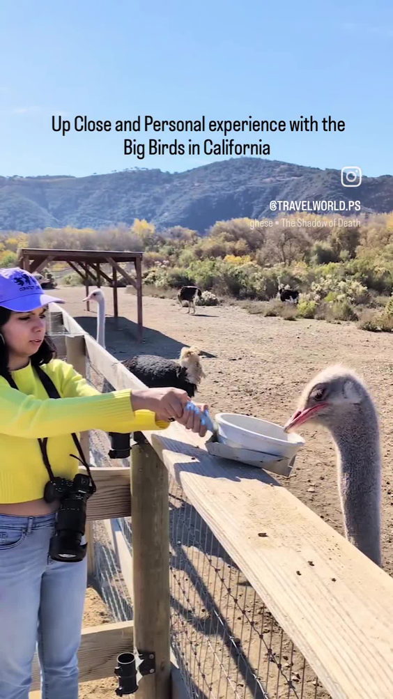 Ostrichland