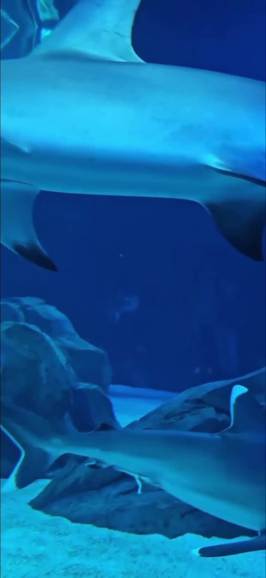 Video review of The Grand Aquarium (海洋奇觀)