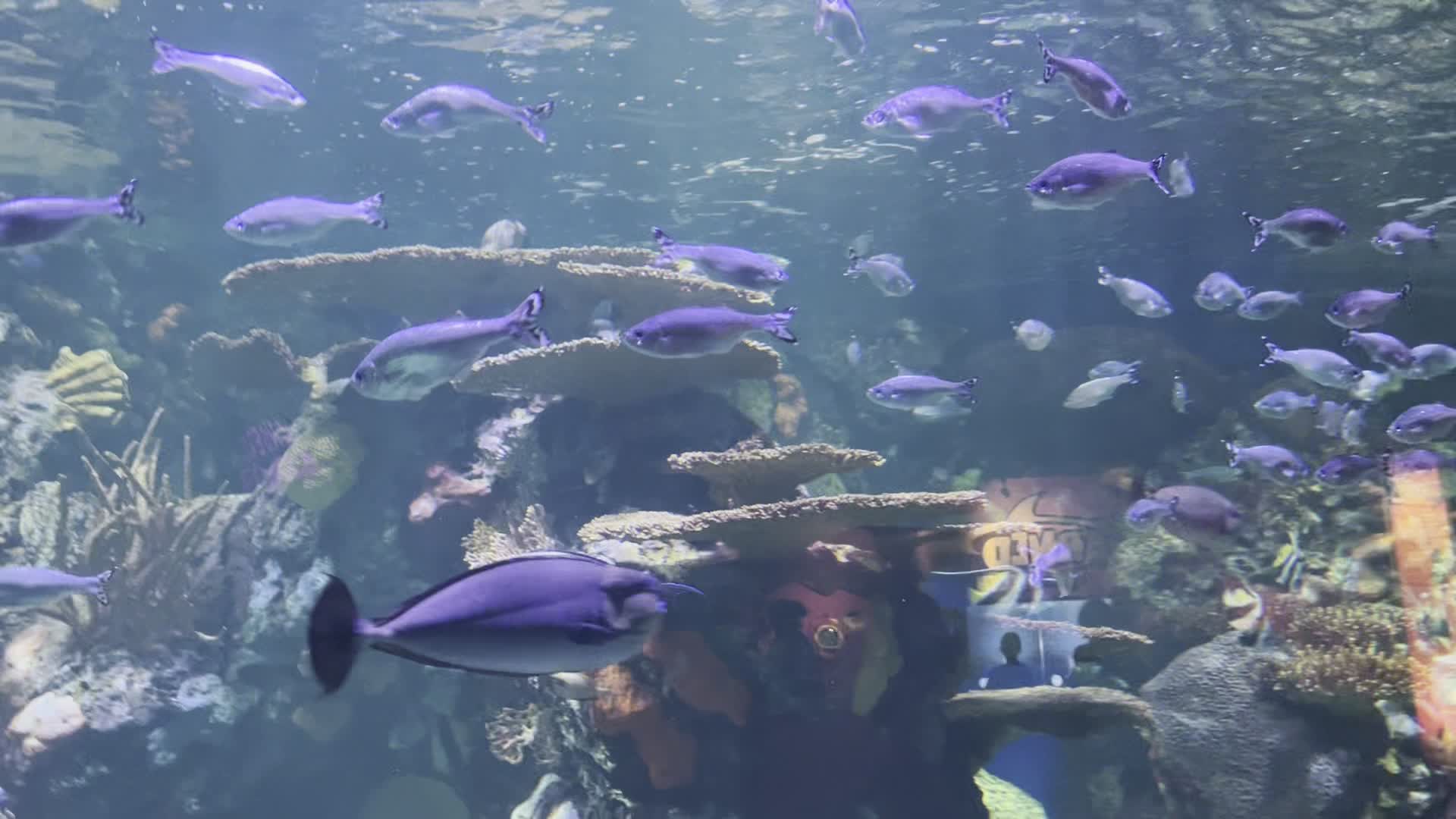 Video review of Ripley's Aquarium of Myrtle Beach