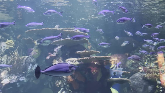 Ripley's Aquarium of Myrtle Beach