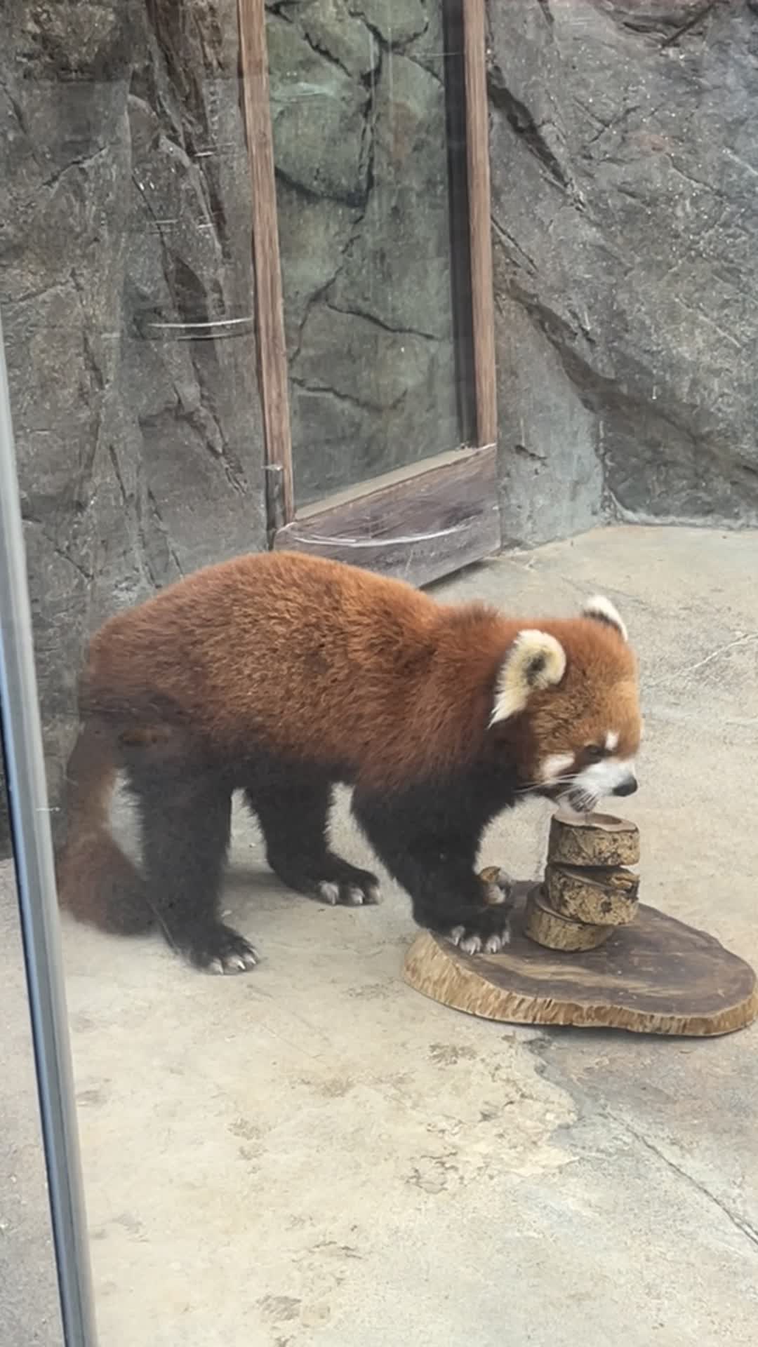 Video review of Panda Village (熊貓山莊)