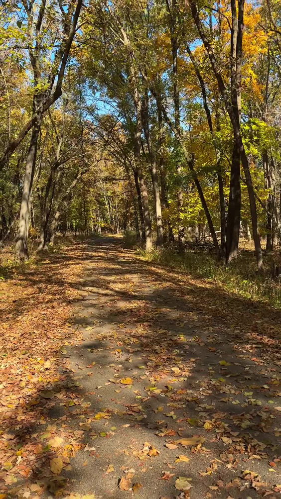 Schubert's Woods