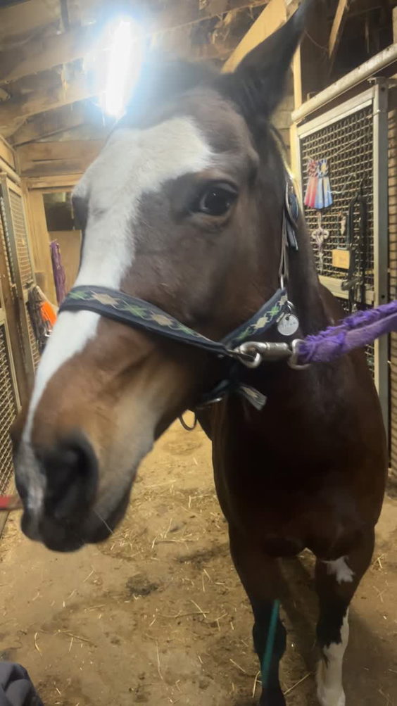 Bethel Park Stables