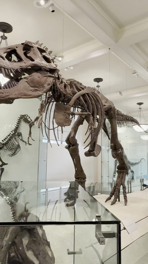 American Museum of Natural History Museum Shop