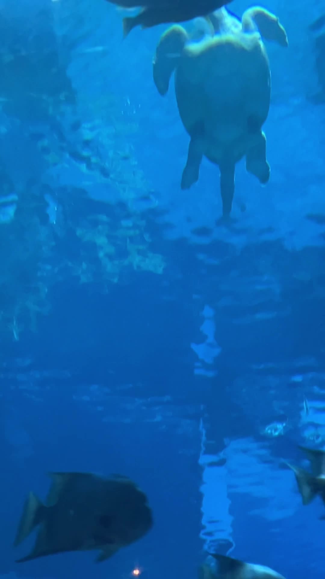 Coral Reef Restaurant At Epcot