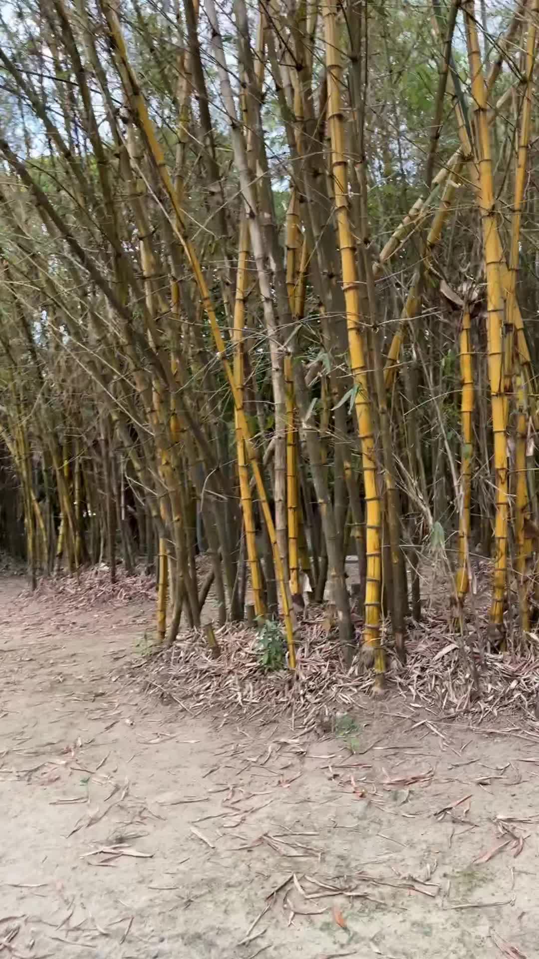 Video review of Daan Forest Park (大安森林公園)