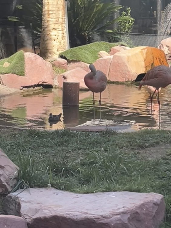 Flamingo Las Vegas