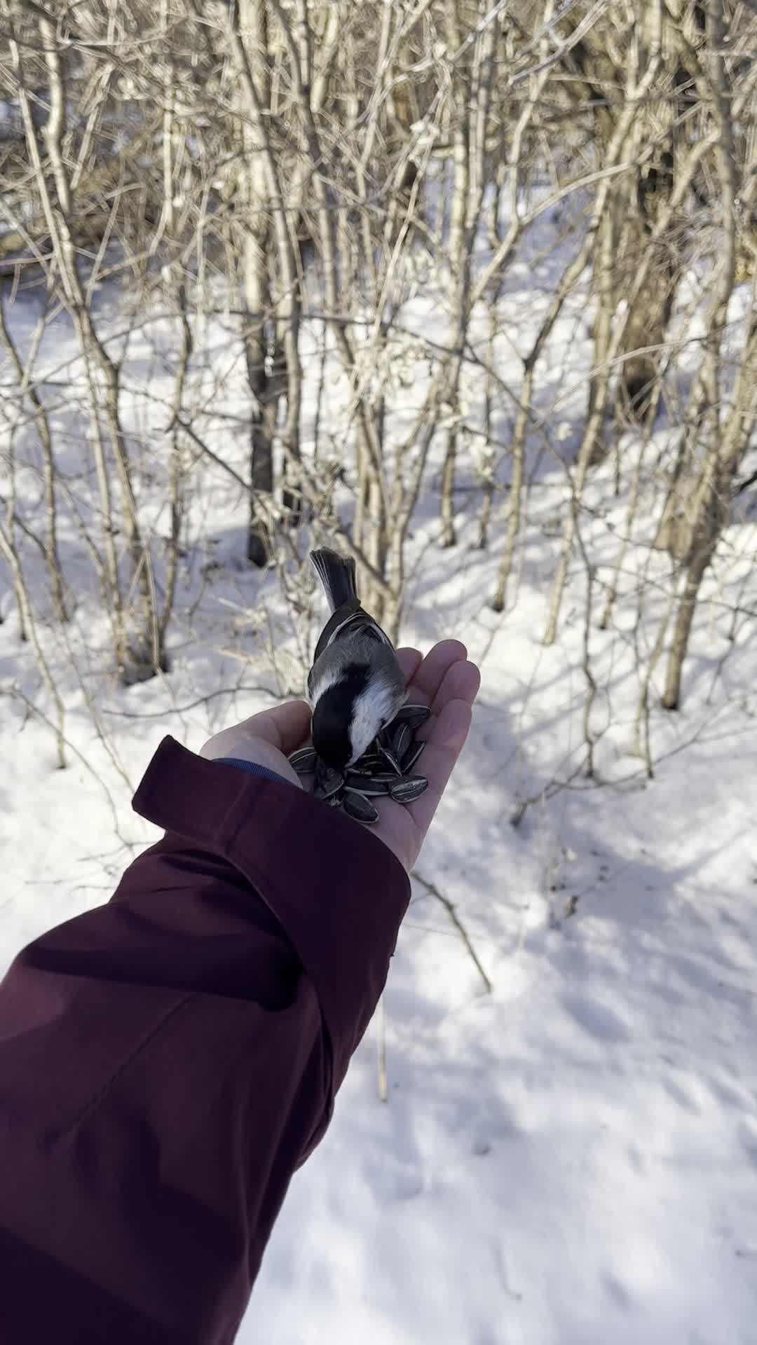 Jack Pine Trail