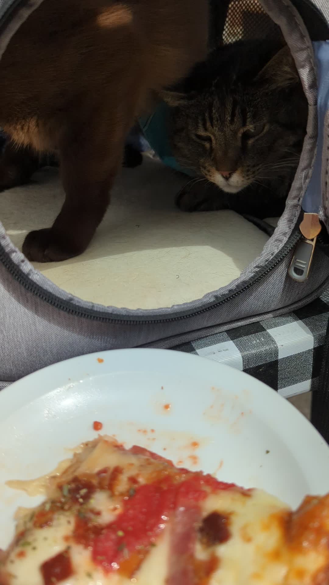 Video review of The Slice & Pint