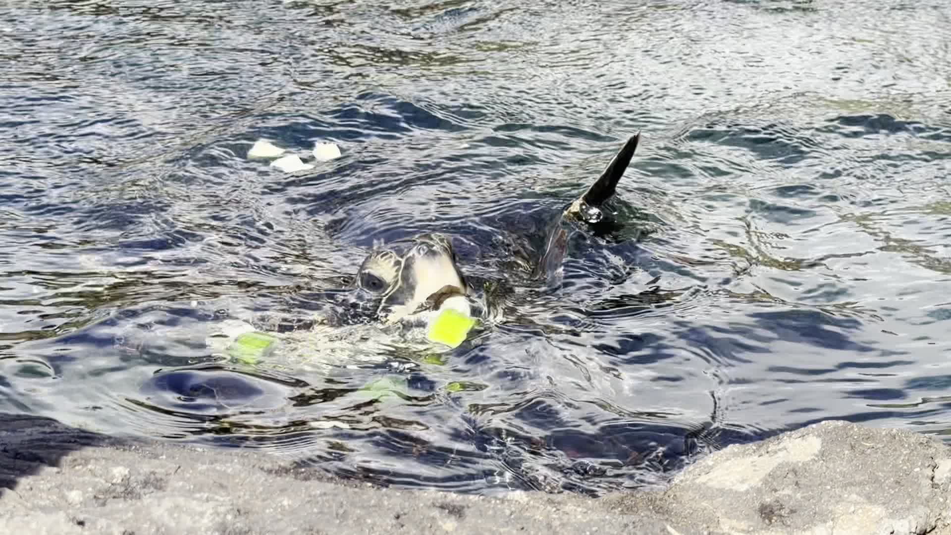 Maui Ocean Center, The Aquarium of Hawaii