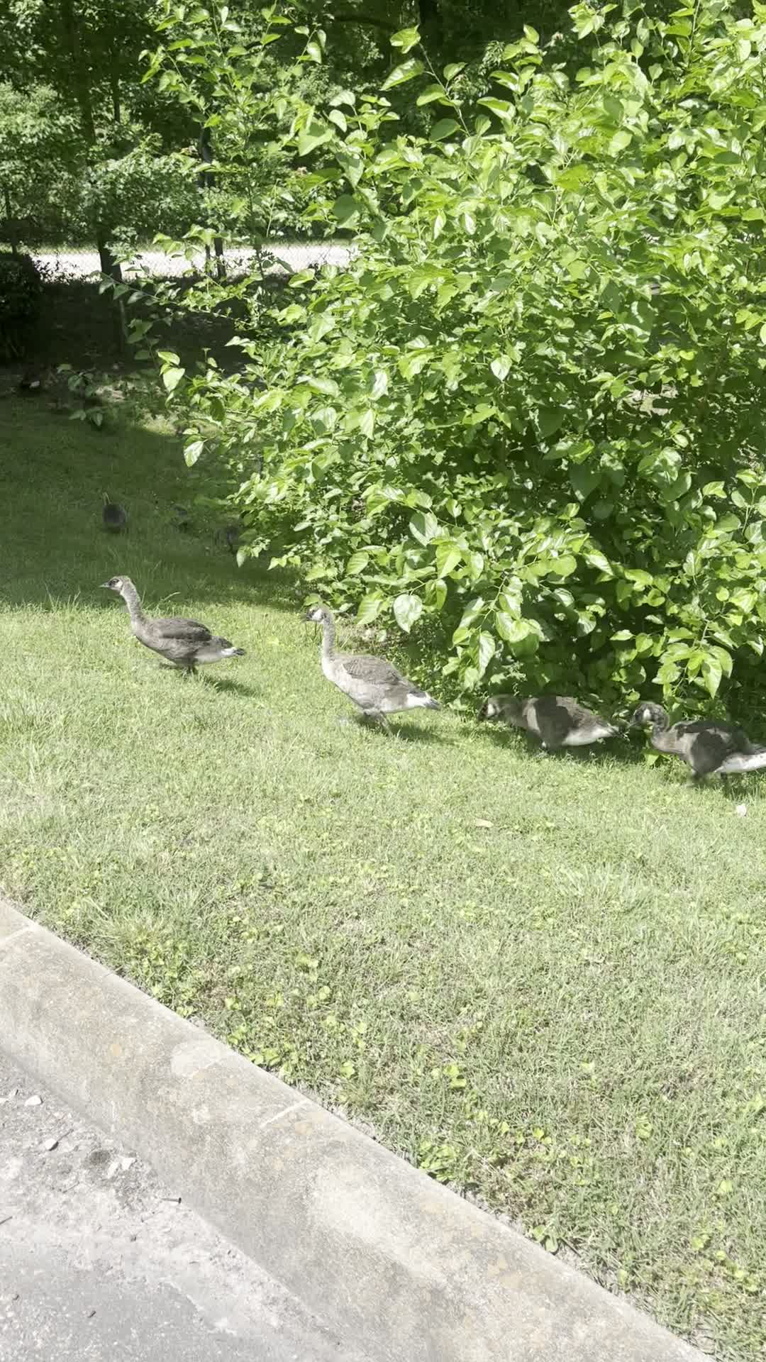 Homewood Suites by Hilton Virginia Beach