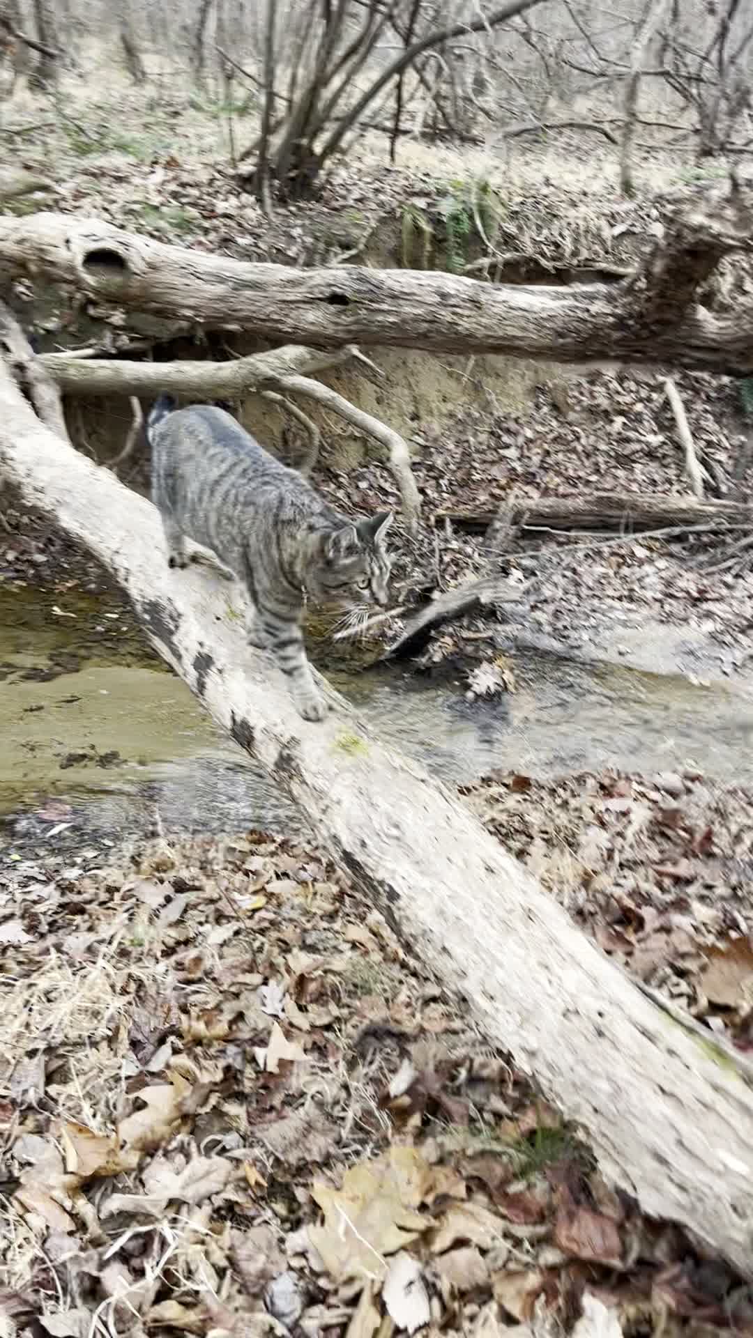 Ridgewood woods