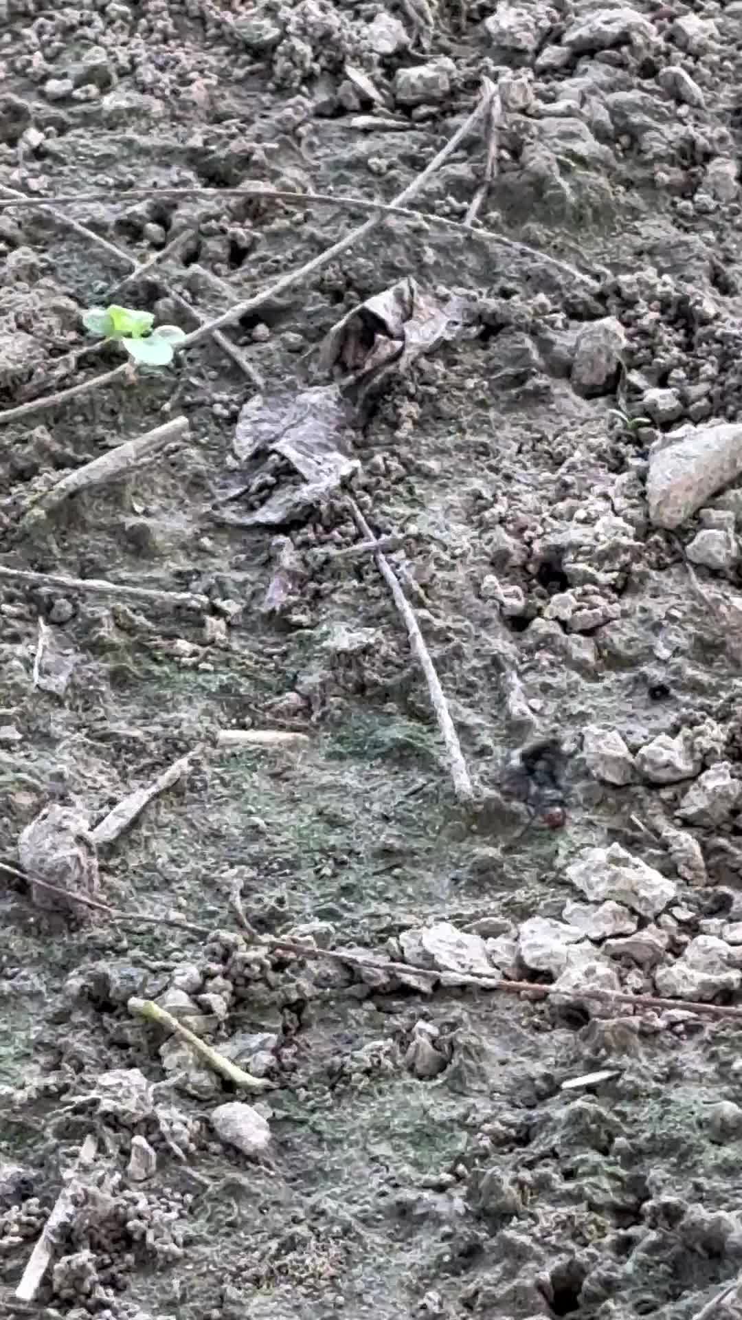 Video review of Chandni Chowk