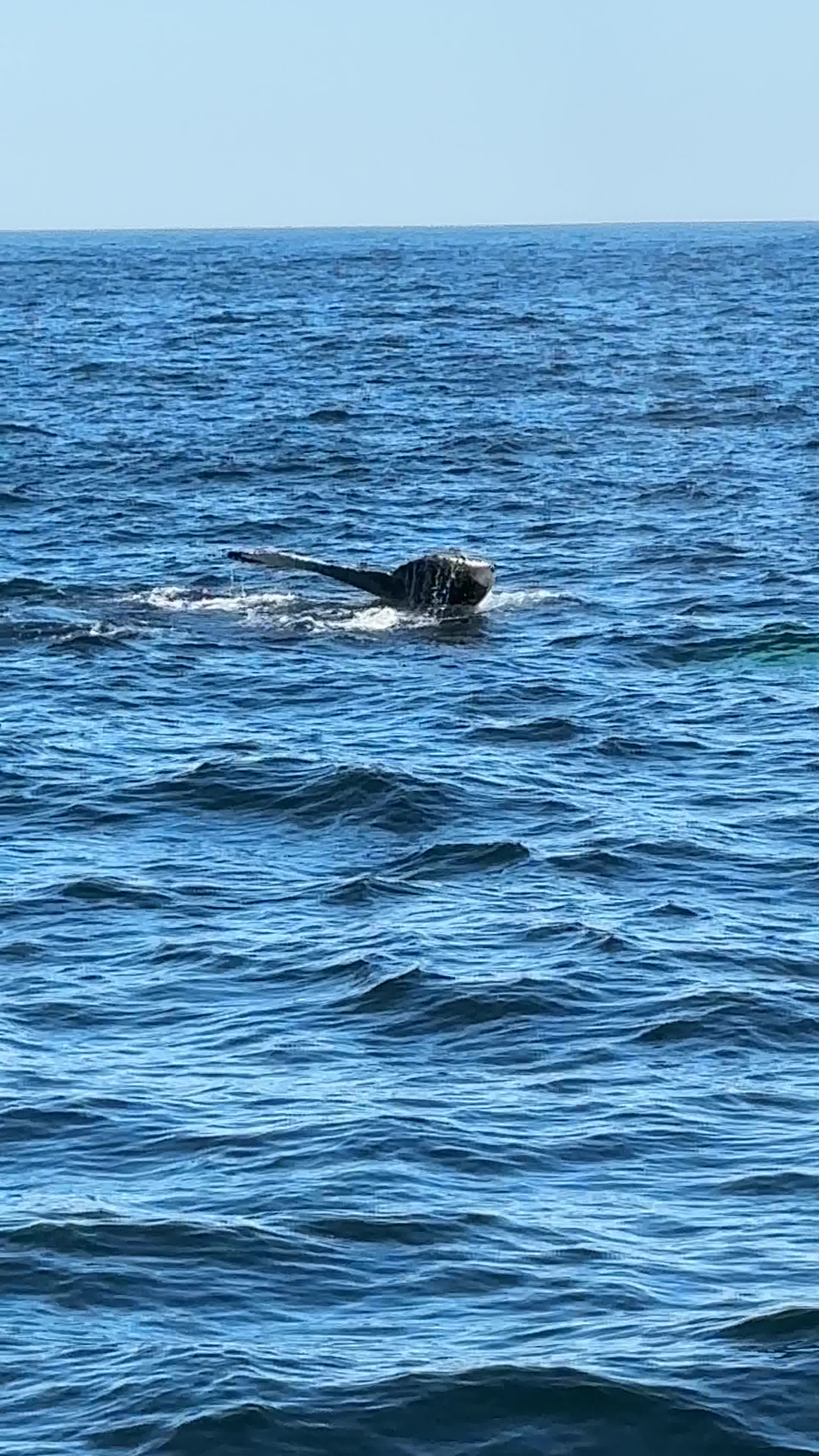 Seven Seas Whale Watch