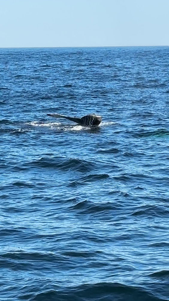 Seven Seas Whale Watch