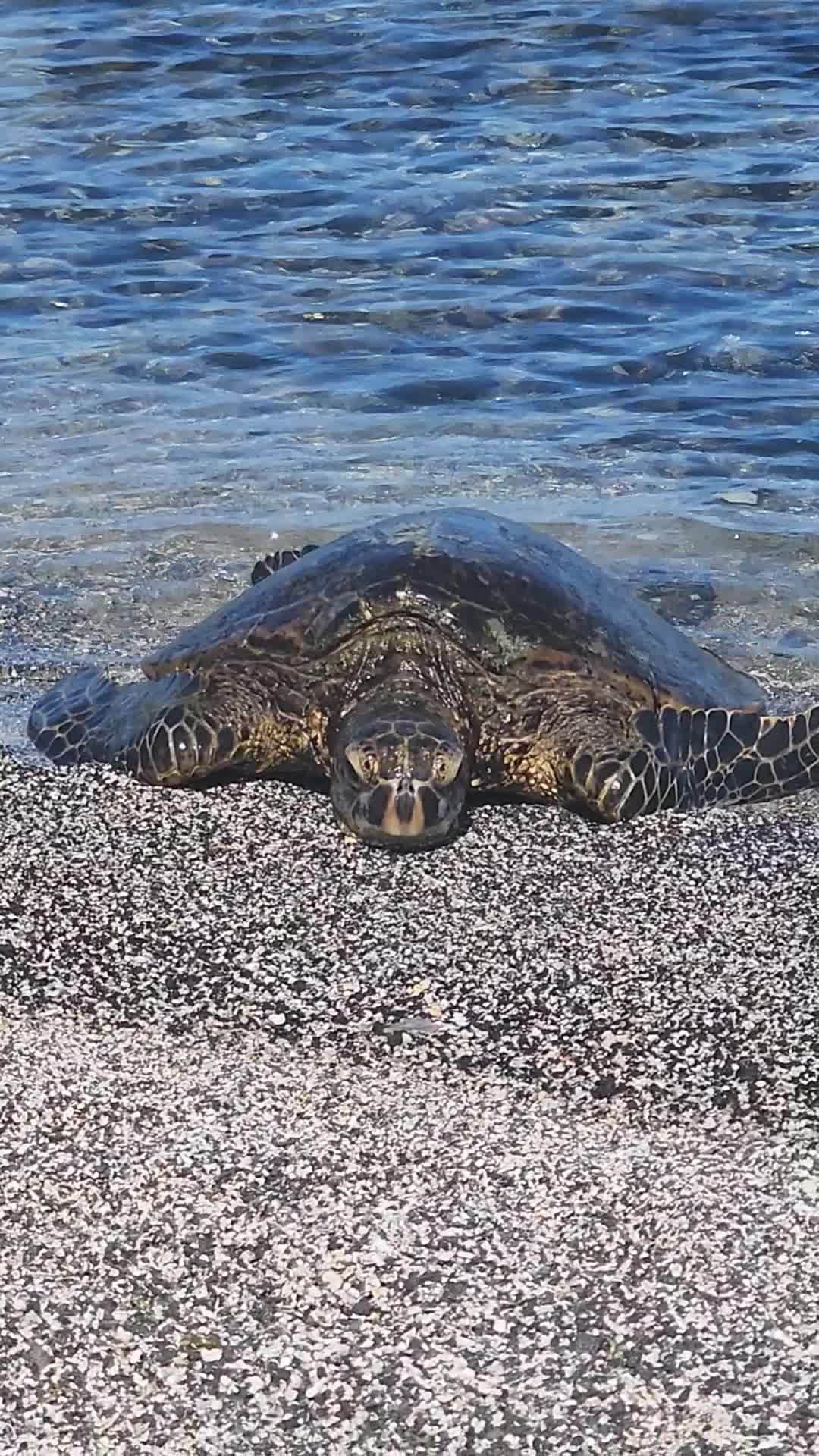 Kohala