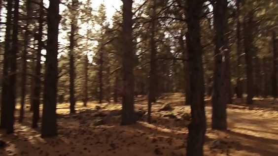 Coconino National Forest