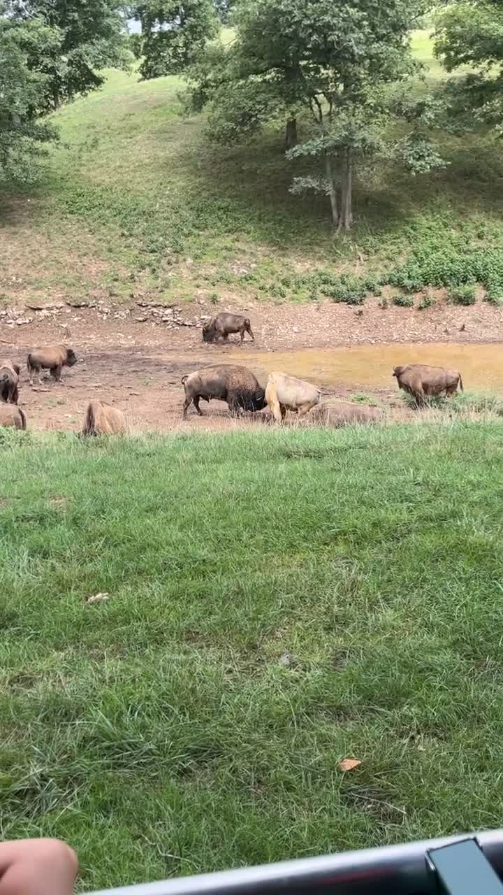 Dogwood Canyon Nature Park