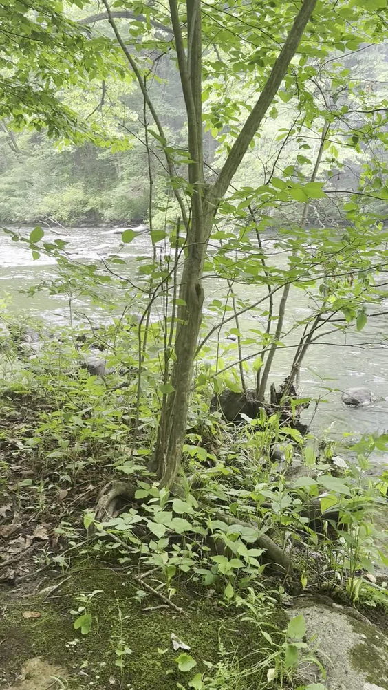 Stephens State Park