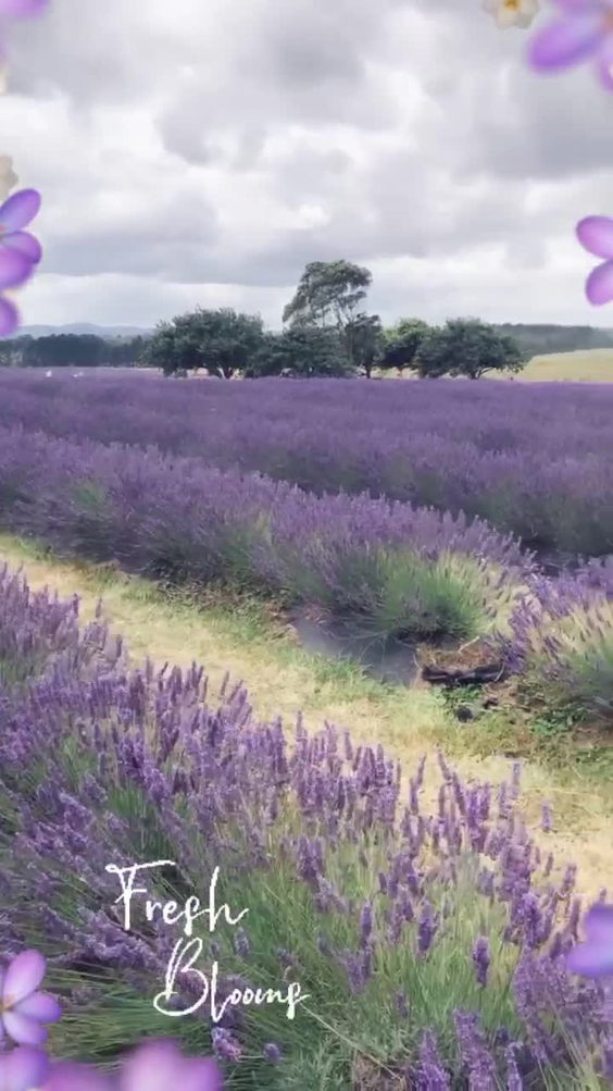 CCT Lavender Farm