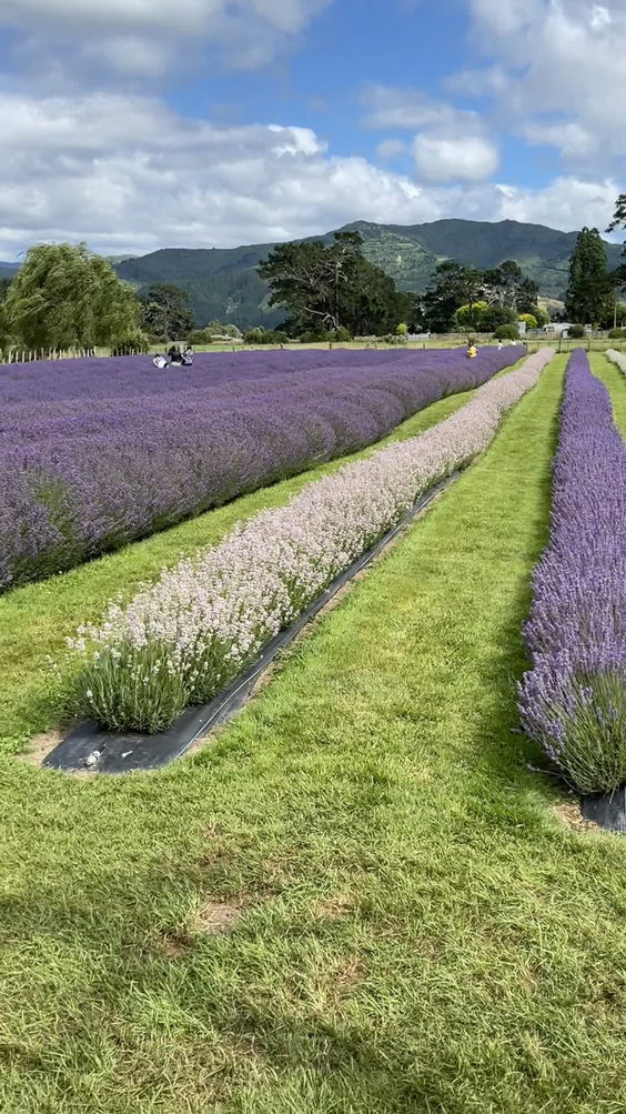 Lavender Abbey