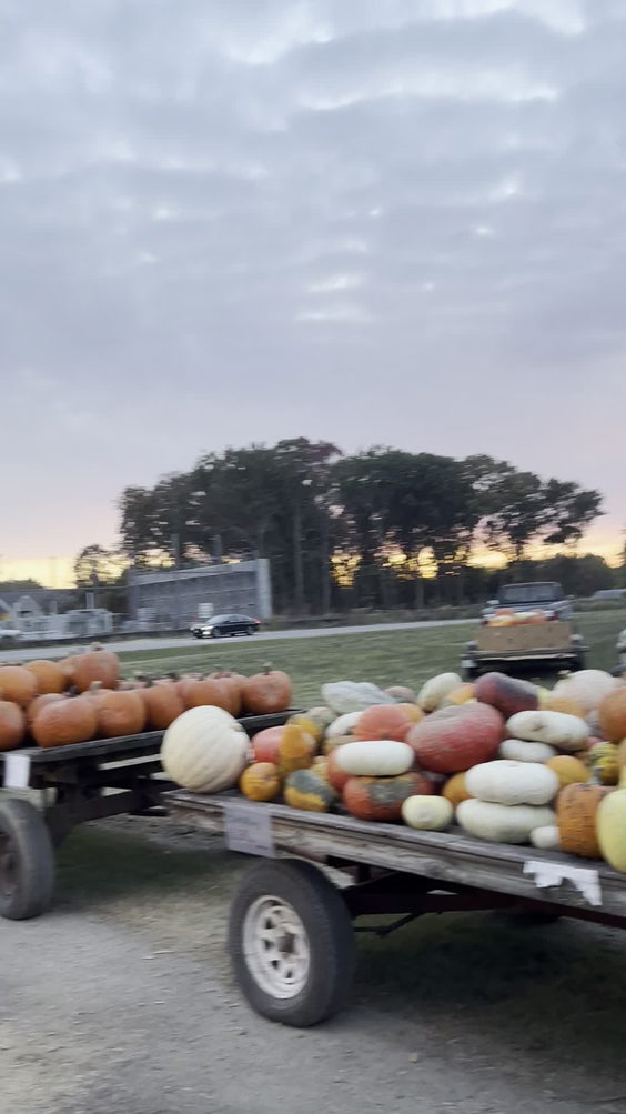 The Pumpkin Patch