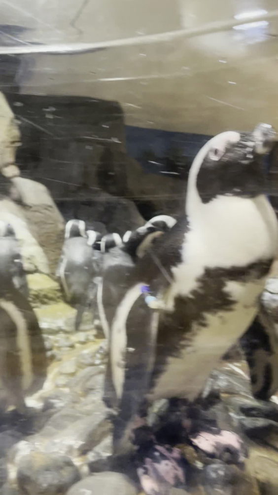 Atlanta Aquarium 
