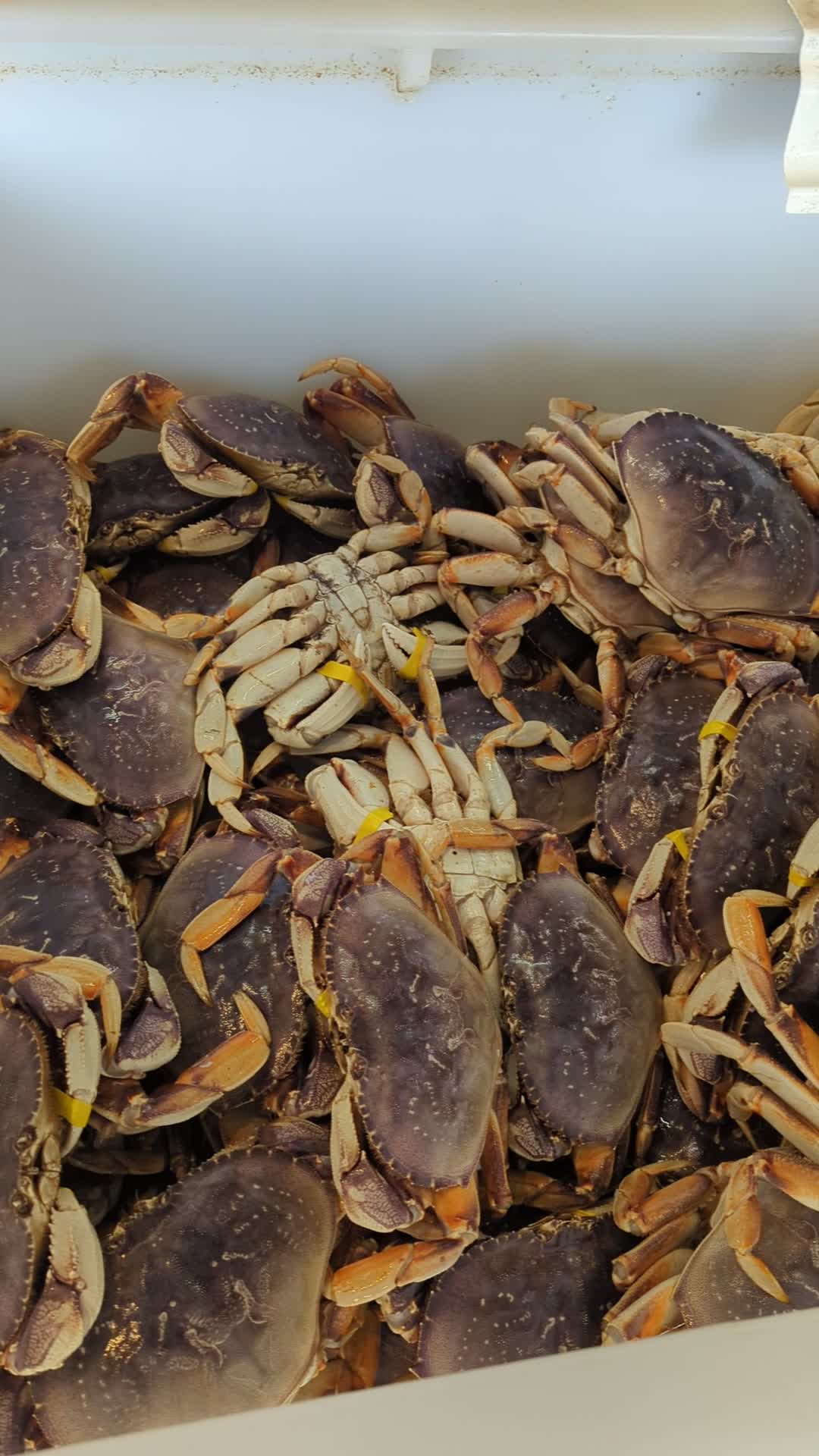 Quality Seafood